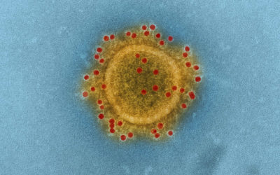 Archivistas rompen ‘muro de pago’ y liberan más de 5 mil artículos científicos sobre coronavirus